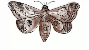 Time lapse video 2D animation of a drawing of a moth on white screen in HD high definition.