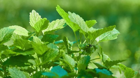 Lemon balm (Melissa officinalis), balm, common balm, or balm mint, is perennial herbaceous plant in mint family Lamiaceae and native to central Europe, Mediterranean Basin, Iran, and Central Asia.