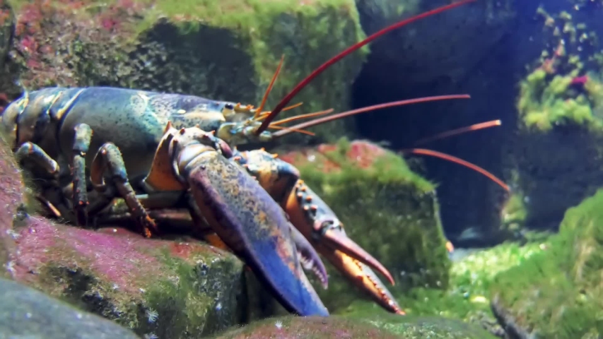 Homarus gammarus, known as European lobster or common lobster, is a species of clawed lobster from the eastern Atlantic Ocean, Mediterranean Sea and parts of the Black Sea.