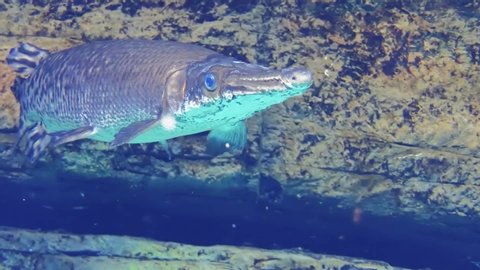 Longnose gar (Lepisosteus osseus), also known as needlenose gar and billy gar, is a highly evolved ray-finned fish in the family Lepisosteidae.