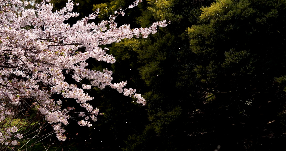 Cherry blossoms are fluttering in the soft breeze. Royalty-Free Stock Footage #1038647165