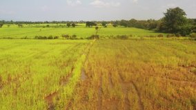 Aerial View of Rice Plantation Field in Vientiane, Laos