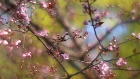 Pan of fantasy plum twigs with pink blossom, shining on green garden foggy background in fairy tale style for dreamlike mood. Adorable view of waving lyric sakura in amazing HD clip.
