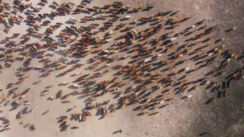 Straight down high aerial view of a large herd of thin cattle due to drought, walking in the Okavango Delta, Botswana