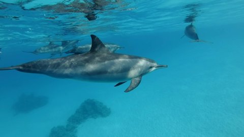 Family of dolphins alongside swim under surface of the blue water in the morning sun rays. Spinner Dolphin (Stenella longirostris), Underwater shot, Closeup. Red Sea, Sataya Reef (Dolphin House) 