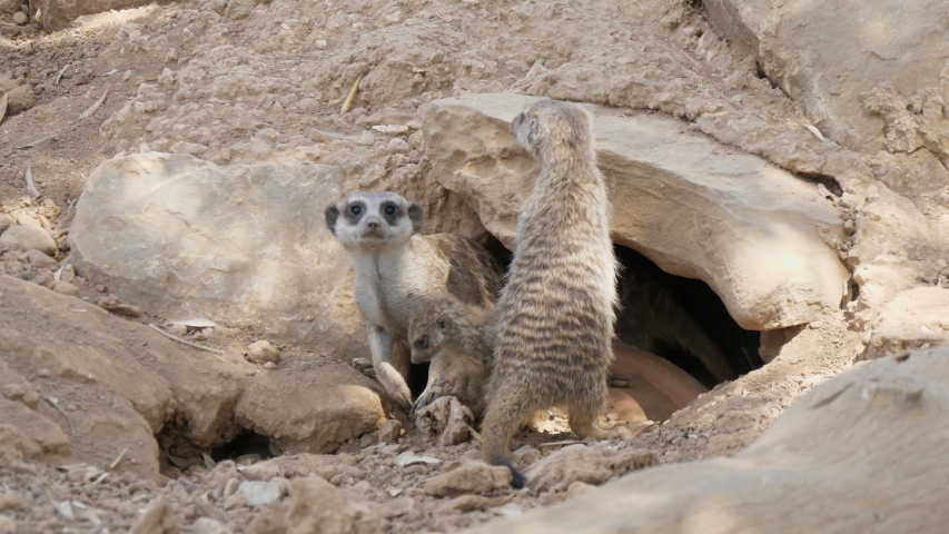 Exciting view of a herd of meerkats with long tails running fast in their bolt hole under a big stone on a sunny day in summer. They look cheerful and active. Royalty-Free Stock Footage #1038663629