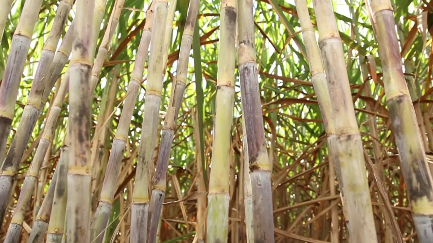 Agriculture, High Quality Sugar Cane, Slow Motion, Sugar Cane Royalty-Free Stock Footage #1038664757