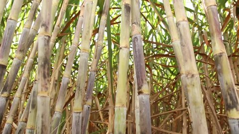 Agriculture, High Quality Sugar Cane, Slow Motion, Sugar Cane