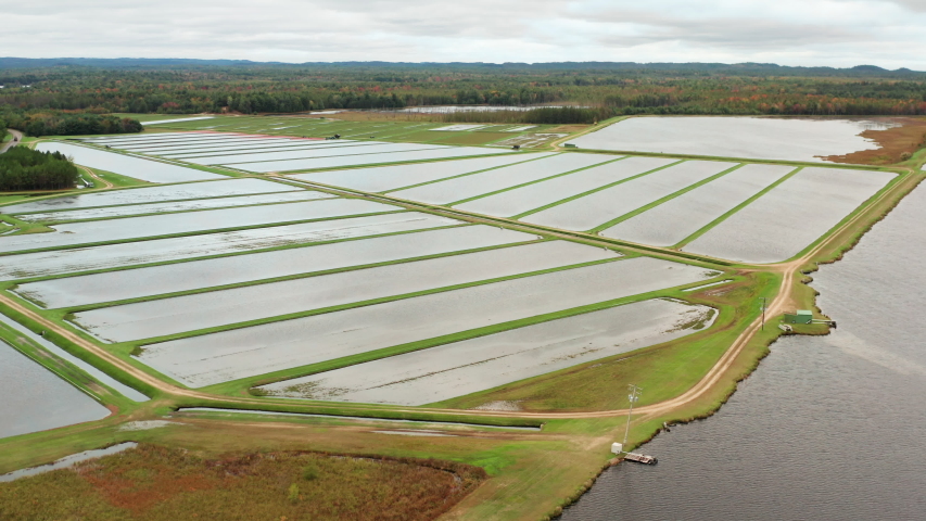 Aerial view of cranberry marsh in central Wisconsin.  Autumn fall season, harvest time. Rural landscape from above