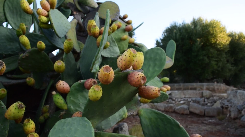 Close up of prickly pears cactus on the Mediterranean Coast in Salento, Italy 