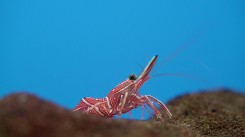 Close-up of dancing shrimp walking in underwater on blue background. Dancing shrimp is red shrimp with beautiful fresh colors are popular in aquarium