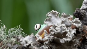 Lemur Leaf Frog hiding in Rainforest 4K