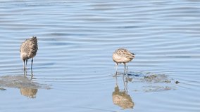 HD Video Marbled Godwit eating in shallow water along shoreline. The largest of the four species of Godwit, in autumn, they migrate in flocks to the coasts of California, Oregon and Washington