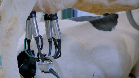 Automatic cow milking facility at cattle dairy farm, exhibition, trade show - close up view of cows udder with teat cups. Farming, automated technology, agriculture industry, animal husbandry concept
