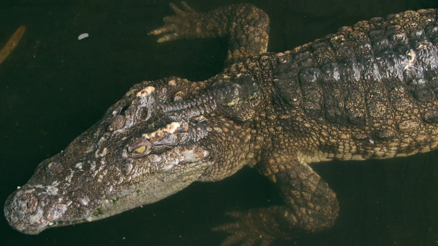 Индонезия крокодил гребнистый. Гребнистый крокодил нападение. Крокодил в воде. Гребнистый крокодил против большой белой акулы. Крокодил кит.