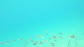 Underwater wildlife with many fishes in a Spanish coastal