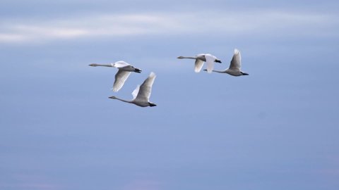 Slow motion shot of swans flying over blue sky background