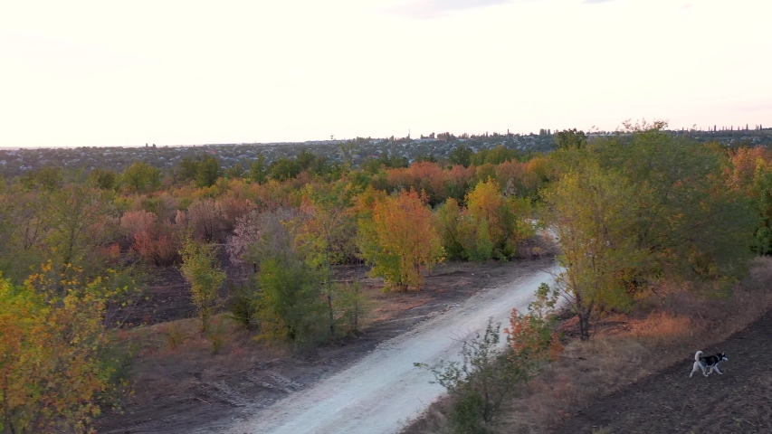 Running husky dog in field along rural road where riding old man in vest and autumn tree at sunset rays