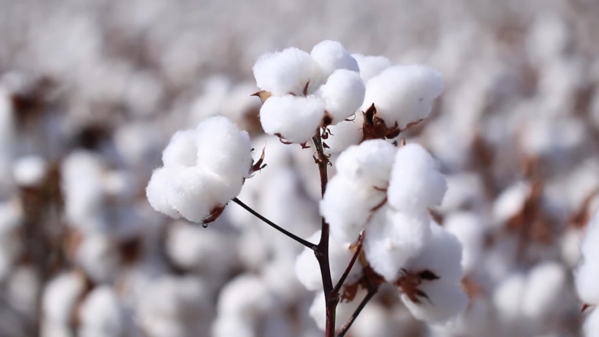 Agriculture, cotton in detail, cotton field at sunset, Brazilian agribusiness. | Shutterstock HD Video #1038690254