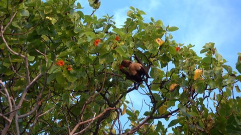 Indian flying fox drinking flower nectar, Maldives. 4K stock video footage