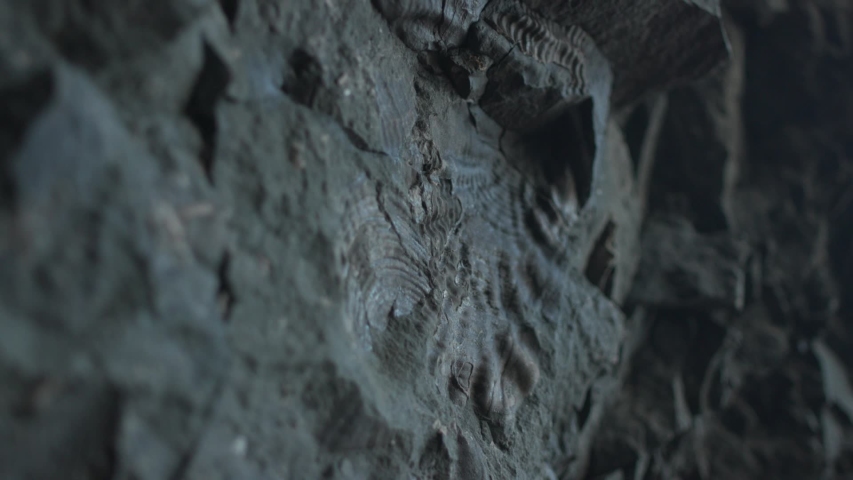 
imprint of an ancient shell
