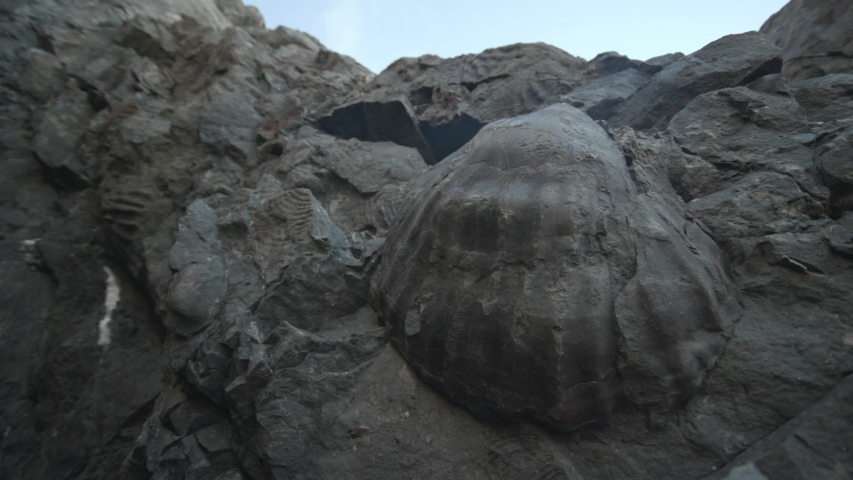 ancient fossilized raovin malyuska on a rock near the sea