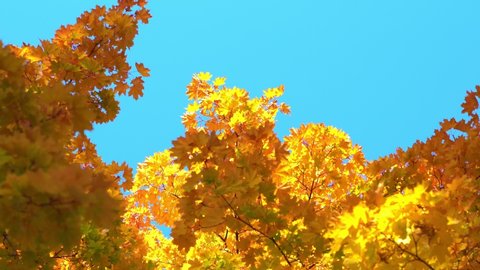 bright sunny autamn landscape with deep yellow Maple leaves against the blue sky. fall season concept