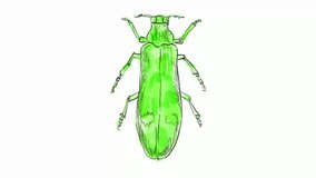 Time lapse video 2D animation of a drawing of Buprestis, a genus of beetle in the family Buprestidae, the jewel beetle on white screen in HD high definition.