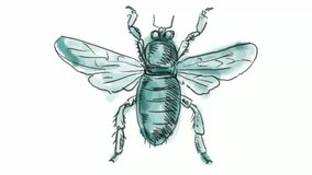 Time lapse video 2D animation of a drawing of a Carpenter bee, a species in the genus Xylocopa of the subfamily Xylocopinae on white screen in HD high definition.