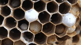 lifestyle paper a wasp nest and the larvae inside the individual cells. hornet larvae big huge nest slow motion video