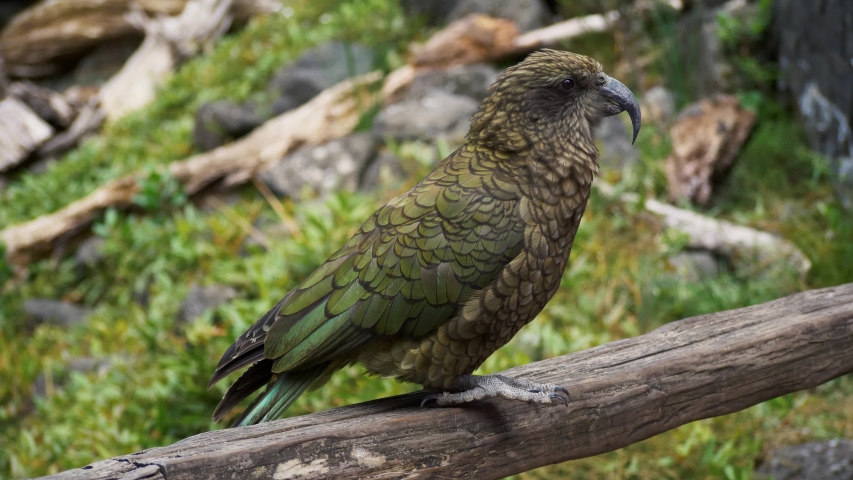 The Kea, New Zealand Alpine Parrot sitting on rustic fence
