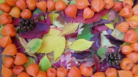 colorful autumn leaf collage, orange flower leaf frame, copy space for text