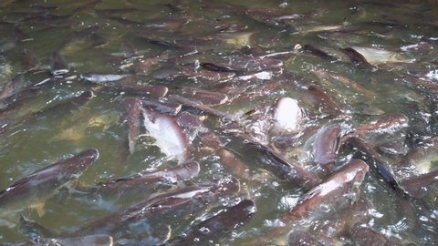 A large group of pangasius swimming in the river
