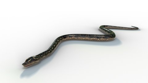 The realistic snake animation moving loop on the white floor with 3d rendering.
