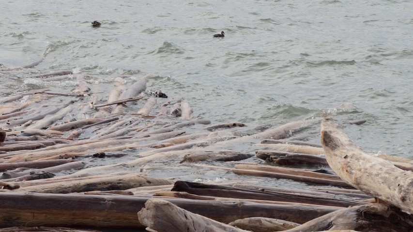 Ecology. Logs swinging in the surf near the dam of the hydropower station. Siberia.