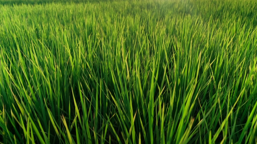 rice field in the evening.Field of green young rice plants for green ...