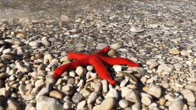 Red starfish is on the coast of the sea, Oludeniz, Fethiye, Turkey