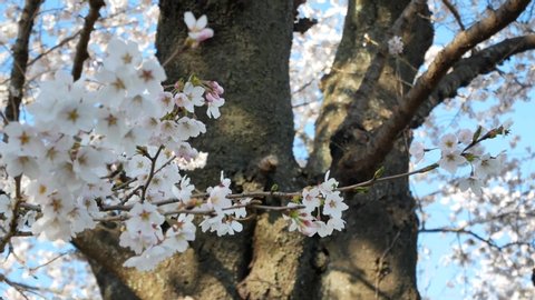 Sakura Sendai Stock Video Footage 4k And Hd Video Clips Shutterstock