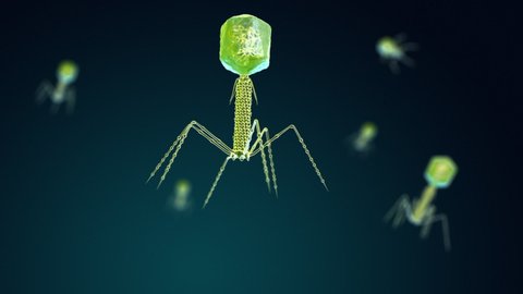 illustration of the Bacteriophage Virus that infects and replicates within a bacterium. 3D animation