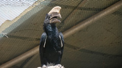 Funny view of a large black parrot with a hunchbacked nose sitting and looking around under a wired roof in a zoo on a sunny day in summer. It looks nice.