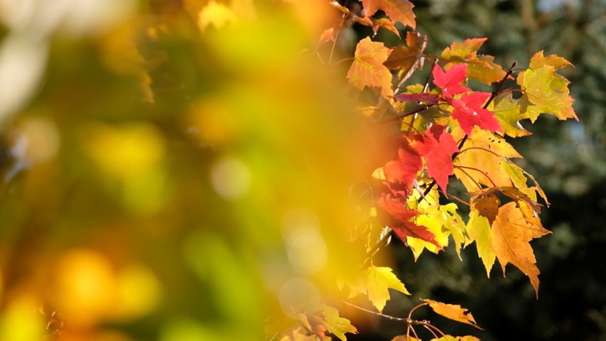Beautiful red and yellow autumn leaves of a maple tree in a graden on a sunny day with a little bit of wind in October in Germany