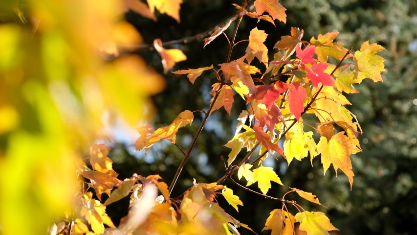 Beautiful red and yellow autumn leaves of a maple tree in a graden on a sunny day with a little bit of wind in October in Germany
