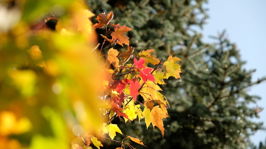 Beautiful red and yellow autumn leaves of a maple tree in a graden on a day with changing light and a little bit of wind in October in Germany