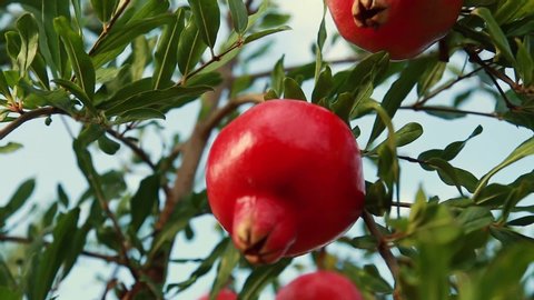 Ripe pomegranate fruits growing on tree. Beautiful red pomegranate on tree. Fresh fruits on the branch of tree. sunshine lying on Garnet tree