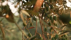 Olive tree in sunset. Beautiful fresh olive on the tree. Green vegetable