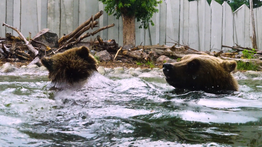 Bears bathe in the water during the rain