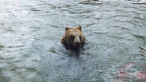 Bears bathe in the water during the rain