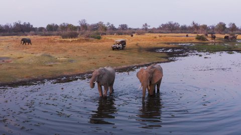 Aerial close-up view of tourists in a 4x4 off-road safari vehicle watching a small group of elephants drinking in a river in the Okavango Delta, Botswanaの動画素材