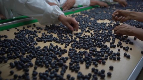 Blueberries are sold fresh or are processed fruit, purée, juice, or dried or infused berries. These may then be used in a variety of consumer goods, such as jellies, jams, blueberry pies, muffins, ஸ்டாக் வீடியோ