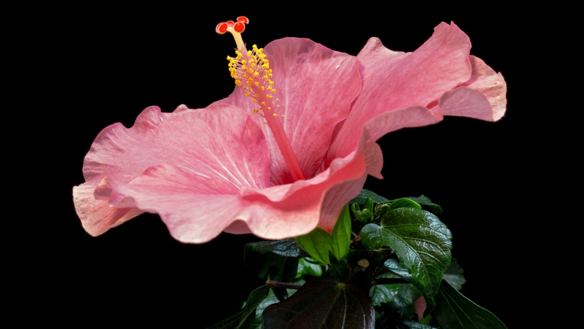 Timelapse of the hibiscus flower blooming on a black background Royalty-Free Stock Footage #1038728963